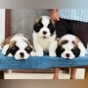 DogsIndia.com Saint Bernard Gururaj