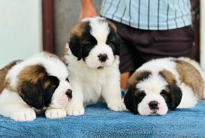 DogsIndia.com  Saint Bernard  Gururaj