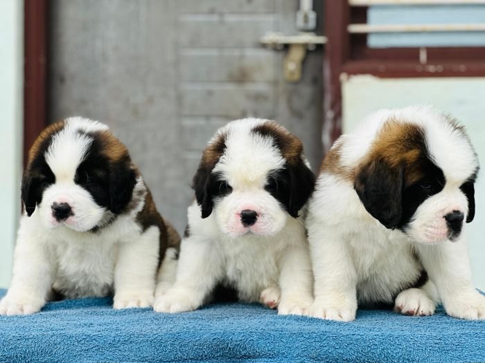 DogsIndia.com  Saint Bernard  Gururaj