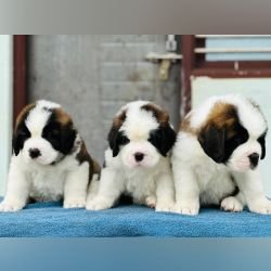 DogsIndia.com - St. Bernard - Gururaj