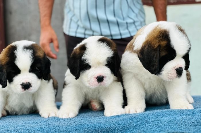 DogsIndia.com  Saint Bernard  Gururaj