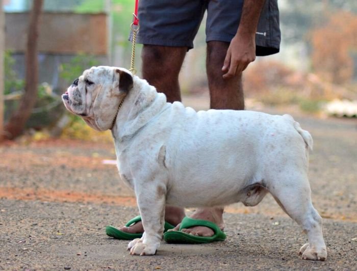 DogsIndia.com - Bulldog - Logesh - Tiruppur