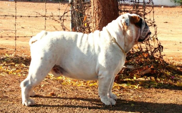 DogsIndia.com - Bulldog - Logesh - Tiruppur