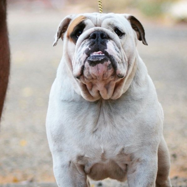 DogsIndia.com - Bulldog - Logesh - Tiruppur