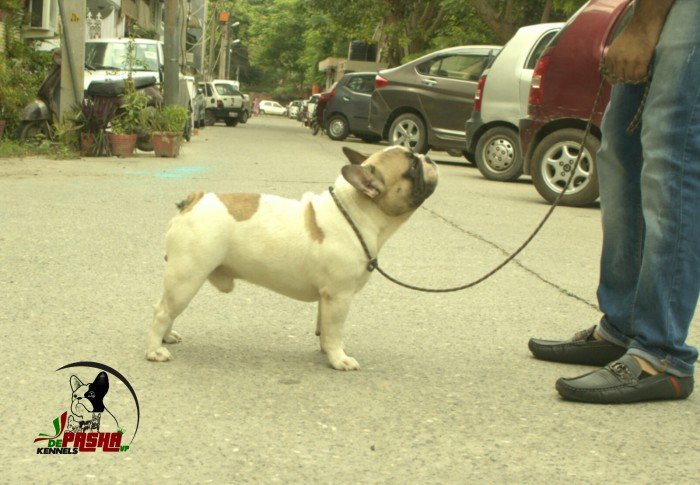 DogsIndia.com - Pug - DePasha VP Kennel - Puneet