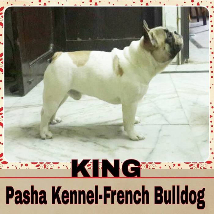 DogsIndia.com - Pug - DePasha VP Kennel - Puneet