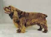 Sussex Spaniel-DI.jpg (8351 bytes)