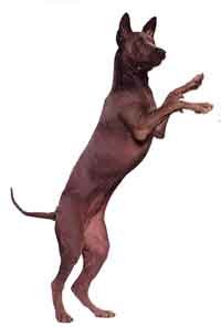 Thai_Ridgeback.jpg (9575 bytes)