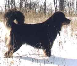 Tibetan Mastiffpic2.jpg (14132 bytes)