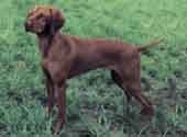 Vizla-DI.jpg (10339 bytes)