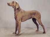 Weimaraner-DI.jpg (7908 bytes)