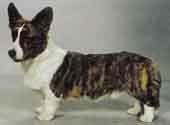 Welsh Corgi Cardigan-DI.jpg (8971 bytes)