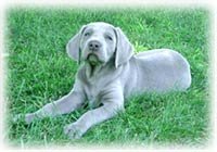 Wiemeraner_Vinod.jpg (8389 bytes)