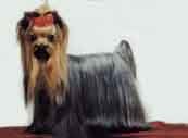 Yorkshire Terrier-DI.jpg (8059 bytes)