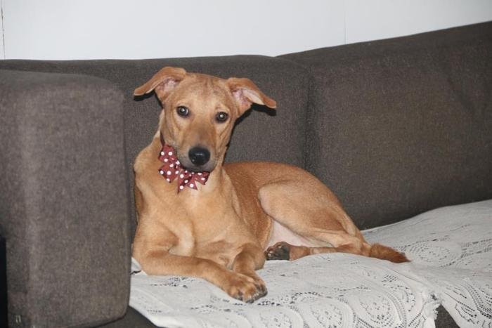 DogsIndia.com - Dogs For Adoption at Chennai