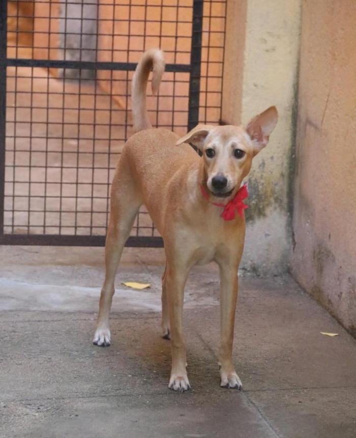 DogsIndia.com - Dogs For Adoption at Chennai