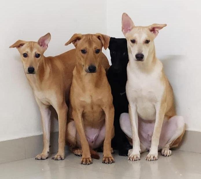 DogsIndia.com - Dogs For Adoption at Chennai