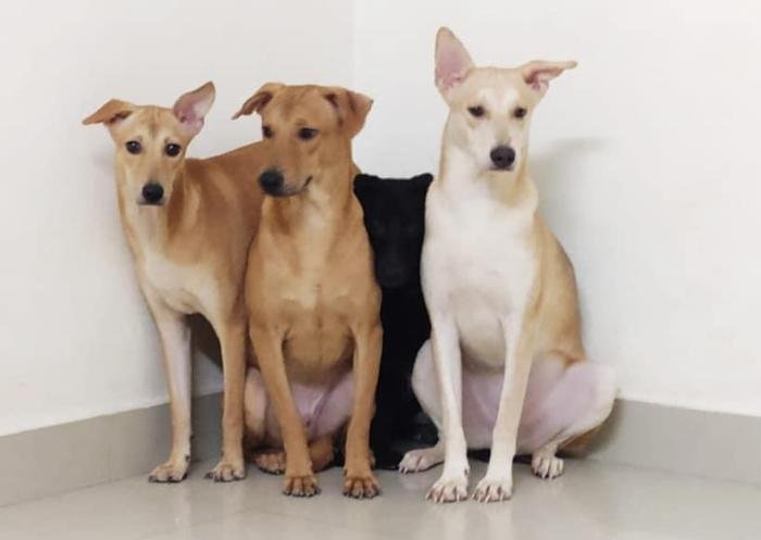 DogsIndia.com - Dogs For Adoption at Chennai