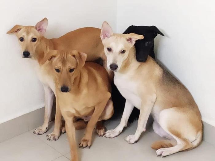 DogsIndia.com - Dogs For Adoption at Chennai