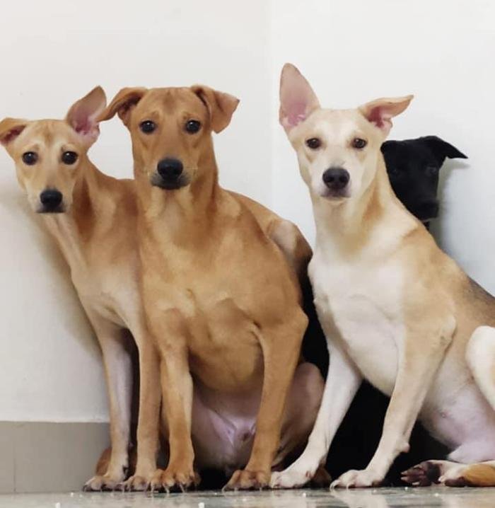 DogsIndia.com - Dogs For Adoption at Chennai