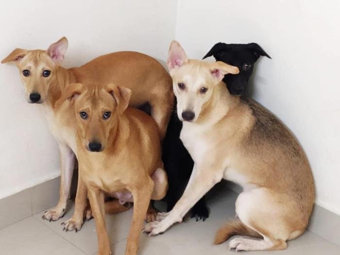 DogsIndia.com - Dogs For Adoption at Chennai