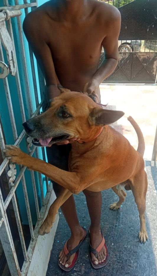 DogsIndia.com - Adoption - Kombai - Santhana Krishnan