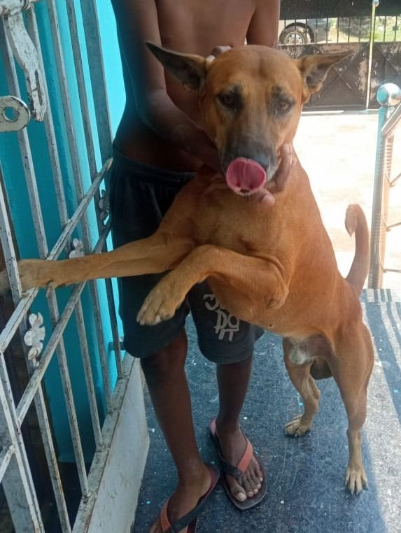 DogsIndia.com - Adoption - Kombai - Santhana Krishnan