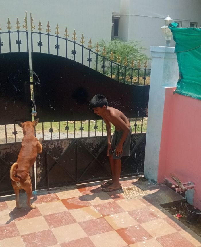 DogsIndia.com - Adoption - Kombai - Santhana Krishnan
