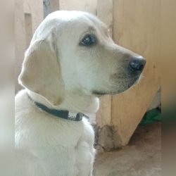 DogsIndia.com - Adoption - Lab - Bangalore