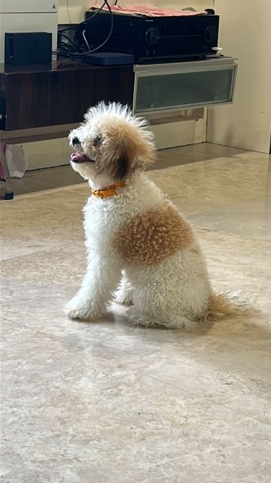 DogsIndia.com  Adoption  Poodle  Jain  Mumbai