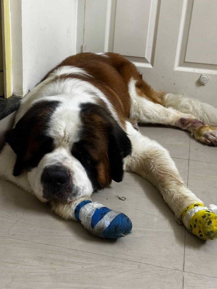 DogsIndia.com - Adoption - St.Bernard - Smitha