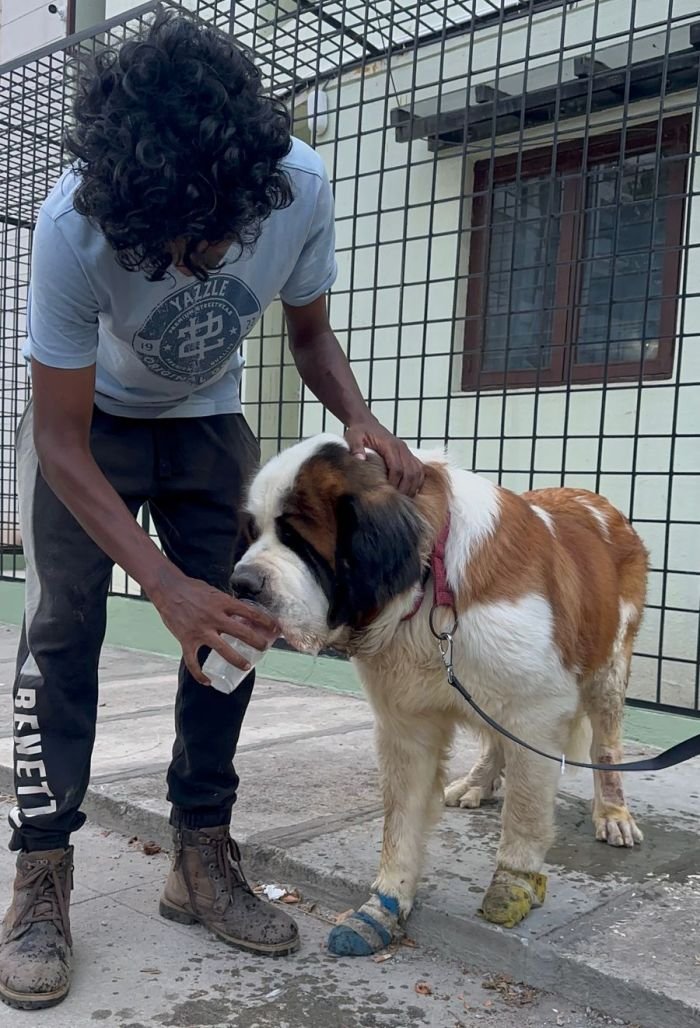 DogsIndia.com - Adoption - St.Bernard - Smitha