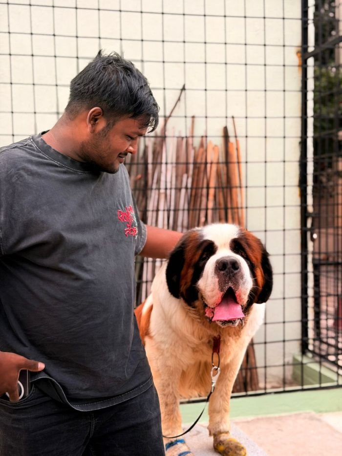 DogsIndia.com - Adoption - St.Bernard - Smitha
