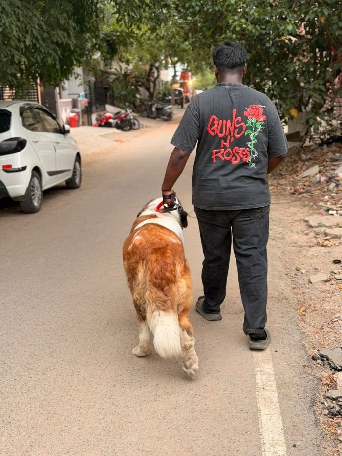 DogsIndia.com - Adoption - St.Bernard - Smitha