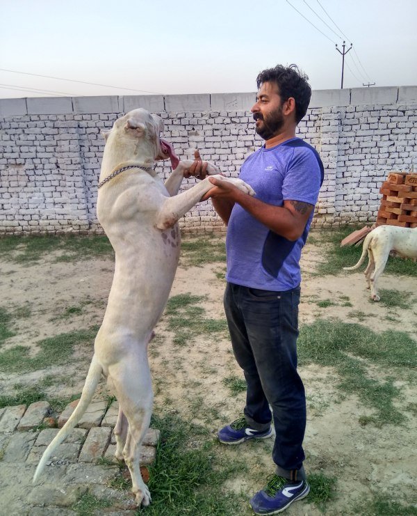 DogsIndia.com - Grown-Up Dogo Argentino - Aatif