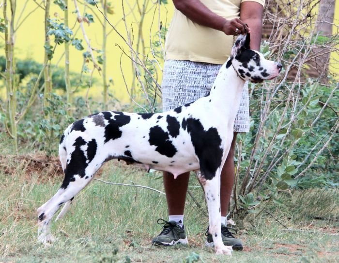 DogsIndia.com - Great Dane - Mayaa's Kennels