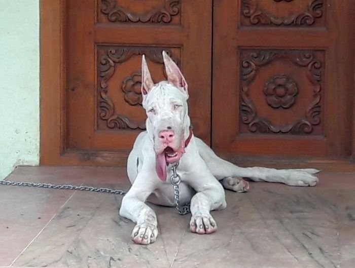 DogsIndia.com - Great Dane - Mayaa's Kennels