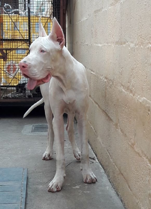 DogsIndia.com - Great Dane - Mayaa's Kennels