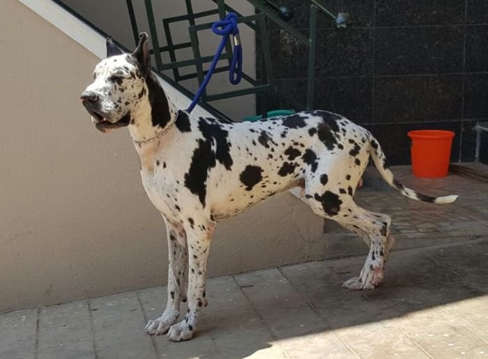 DogsIndia.com - Great Dane - Mayaa's Kennels