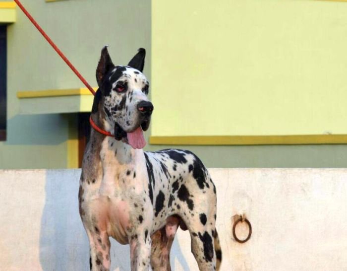DogsIndia.com - Great Dane - Mayaa's Kennels