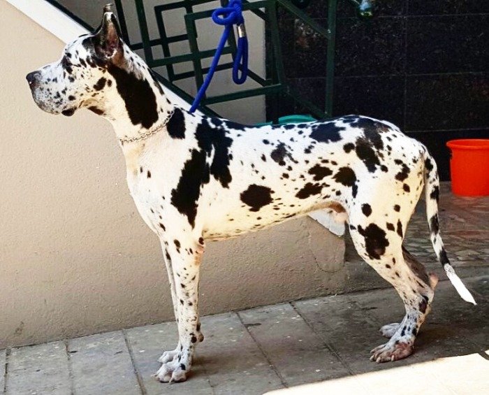 DogsIndia.com - Great Dane - Mayaa's Kennels