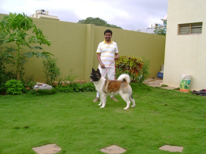 DogsIndia.com - Akita - Dr.Narendra