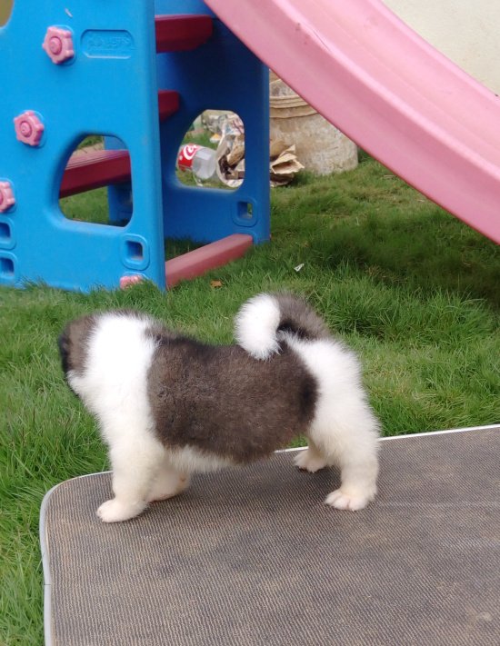 DogsIndia.com - Akita - Dr.Narendra
