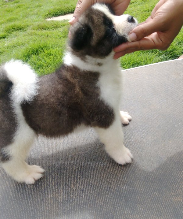 DogsIndia.com - Akita - Dr.Narendra