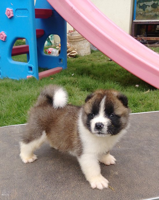 DogsIndia.com - Akita - Dr.Narendra
