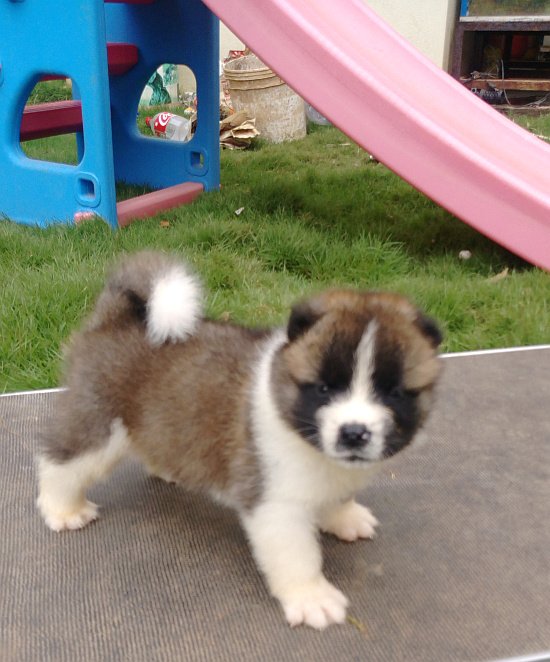 DogsIndia.com - Akita - Dr.Narendra