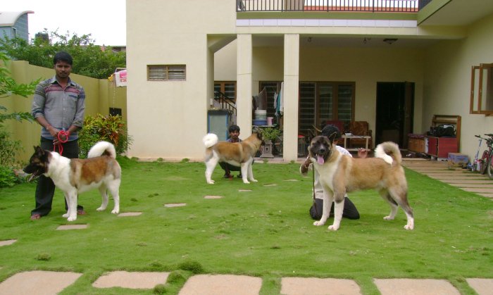 DogsIndia.com - Akita - Dr.Narendra