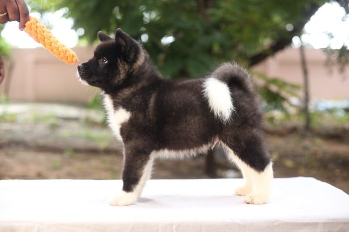 DogsIndia.com - Akita - Naveen Kumar