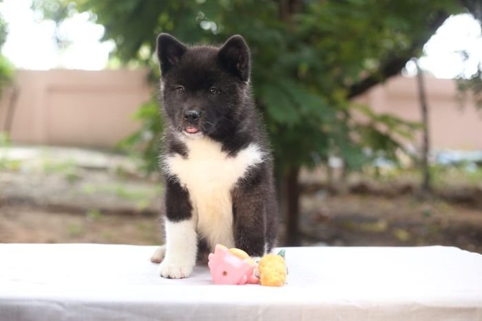 DogsIndia.com - Akita - Naveen Kumar