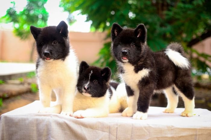 DogsIndia.com - Akita - Naveen Kumar